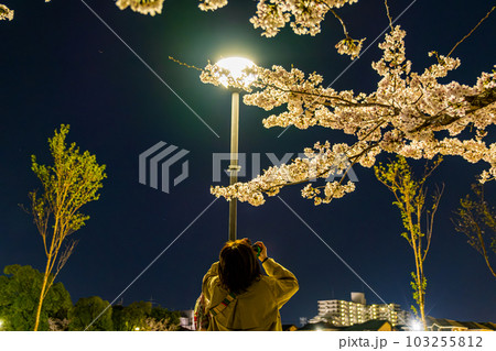【#風景】公園の夜桜 【#風景】公園の夜桜 103255812