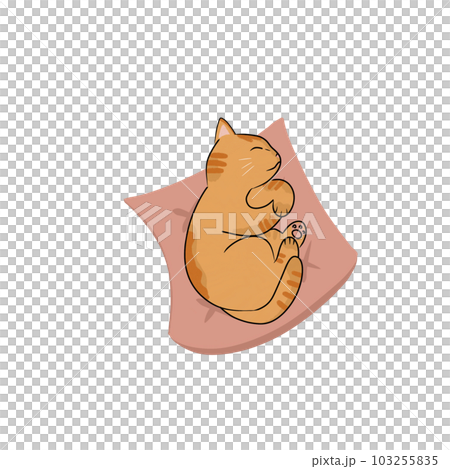 Cat pet animal kitty gray white friendship. My cat 103255835