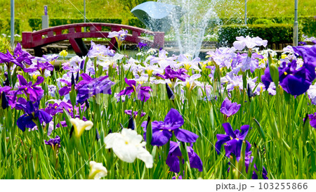 油ヶ渕 花しょうぶ園 103255866