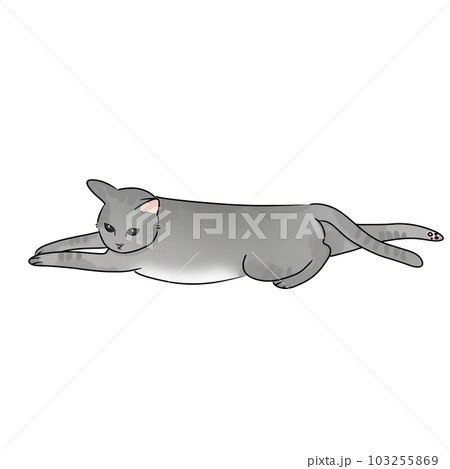 Cat pet animal kitty gray white friendship. My cat 103255869