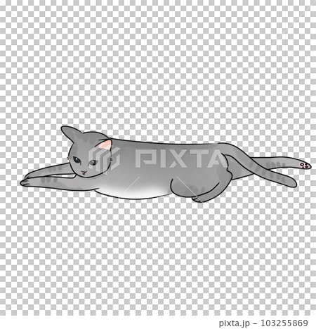 Cat pet animal kitty gray white friendship. My cat 103255869