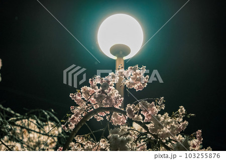 【#風景】公園の夜桜 【#風景】公園の夜桜 103255876