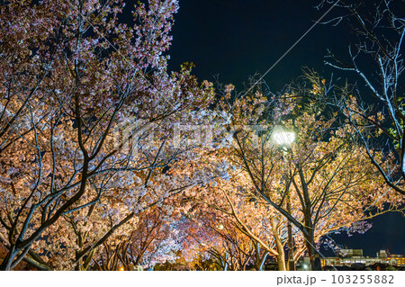 【#風景】公園の夜桜 103255882