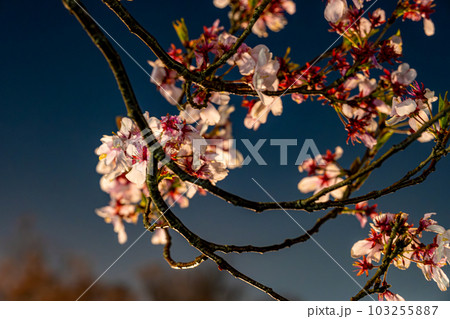 【#風景】公園の夜桜 【#風景】公園の夜桜 103255887