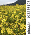 先まで続く菜の花畑 103256106