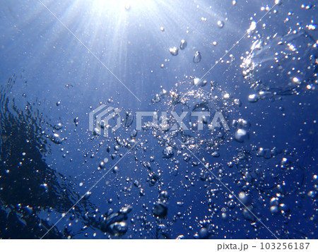 澄んだ水中 103256187