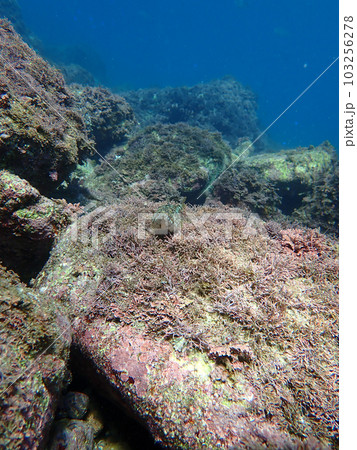 魚の正面顔 魚の正面顔 103256278
