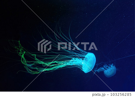 Fluorescent jellyfish swimming underwater aquarium pool with blue neon light Fluorescent jellyfish swimming underwater aquarium pool with blue neon light 103256285