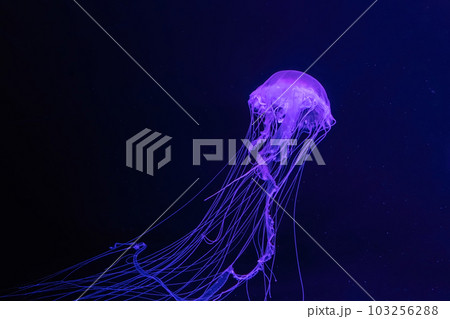 Group of fluorescent jellyfish swimming underwater aquarium pool. 103256288