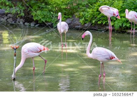 A flock of pink flamingos rests on the bank of the city pond on a warm day. A flock of pink flamingos rests on the bank of the city pond on a warm day. 103256647