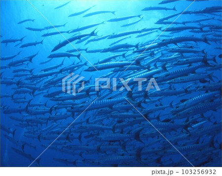 夏だ！沖縄だ！ダイビングだ！ 103256932