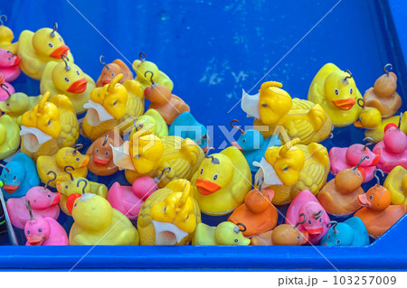 Rubber Ducks in Pool Rubber Ducks in Pool 103257009
