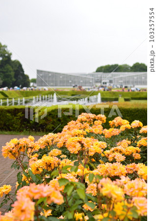 神代植物公園の春のバラフェスタで撮影したバラです 神代植物公園の春のバラフェスタで撮影したバラです 103257554