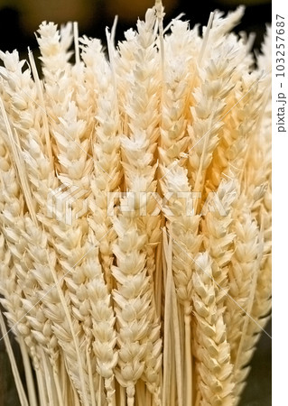 Wheat 103257687