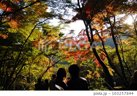 京都で紅葉狩り 京都で紅葉狩り 103257844