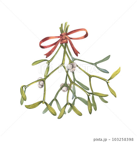 Mistletoe branch with red ribbon bow isolated on white background. Watercolor hand draw botanical Christmas illustration 103258398