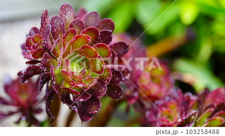 雨で瑞々しい躍動感のアイリッシュ・ローズ/アエオニウム? 雨で瑞々しい躍動感のアイリッシュ・ローズ/アエオニウム? 103258488