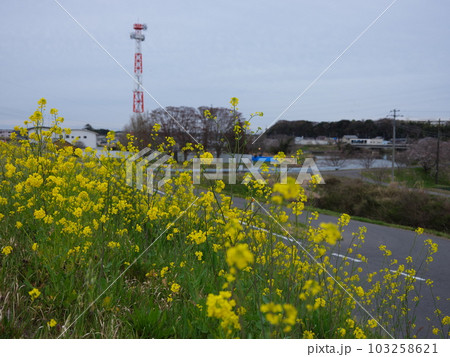 利根川沿いの春 利根川沿いの春 103258621