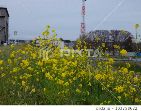 利根川沿いの春 利根川沿いの春 103258622