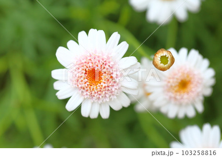 マーガレットの花 103258816