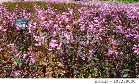 花壇 花壇 103259000