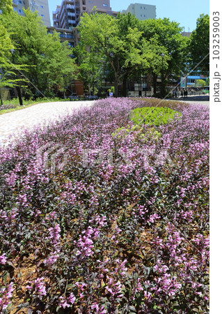花壇 花壇 103259003