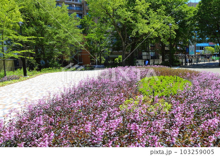 花壇 花壇 103259005