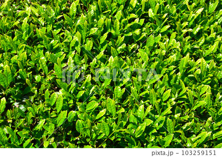 茶畑 茶畑 103259151