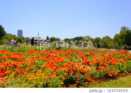 花壇 花壇 103259158