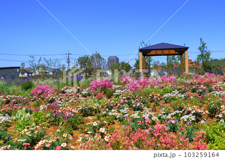花壇 103259164