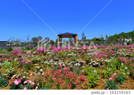 花壇 103259165
