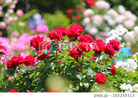 バラ満開 103259313