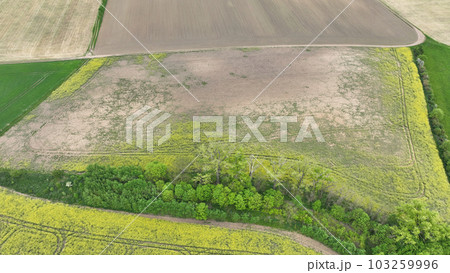 Field vole common Microtus arvalis oilseed disaster extremely attacked rape Brassica napus drone aerial plant infested short-tailed pest agrestis grey-brown overpopulation yield damage Europe 103259996