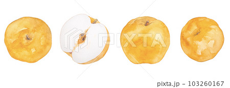 水彩で描いたジューシーな梨のイラスト素材セット 103260167