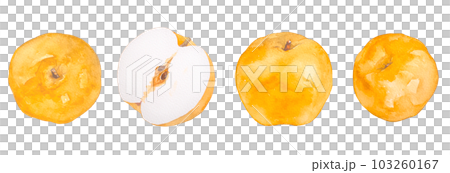 水彩で描いたジューシーな梨のイラスト素材セット 103260167