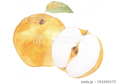 水彩で描いた甘い梨のイラスト 103260175