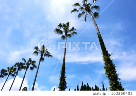 トロピカル南国宮崎 103260402