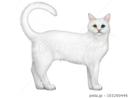 白猫のイラスト 103260446