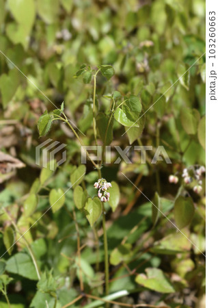 Alpine barrenwort 103260663