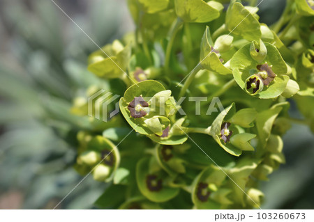 Spurge Black Pearl Spurge Black Pearl 103260673