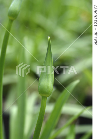 African Lily 103260677