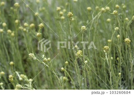 Italian everlasting flowers Italian everlasting flowers 103260684