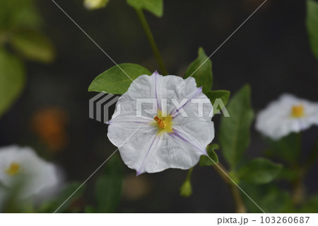 Potato bush Potato bush 103260687