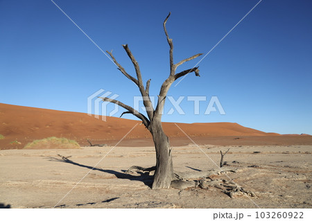 【ナミビア】ナミブ砂漠 - Deadvlei 103260922
