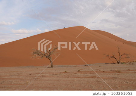 【ナミビア】ナミブ砂漠 - Dune45 【ナミビア】ナミブ砂漠 - Dune45 103261052
