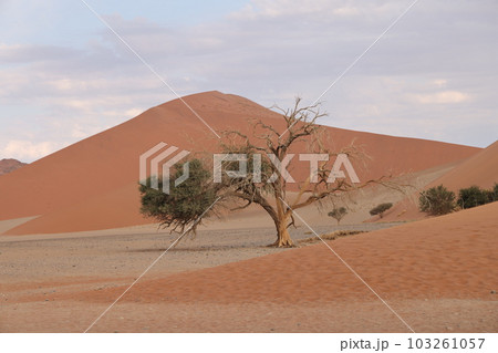 【ナミビア】ナミブ砂漠 - Dune45 103261057