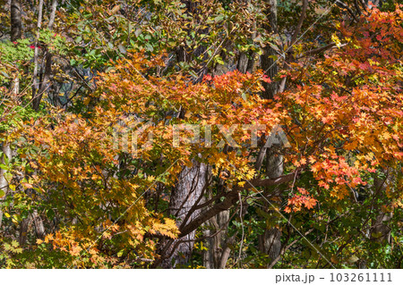 谷川岳の紅葉 谷川岳の紅葉 103261111