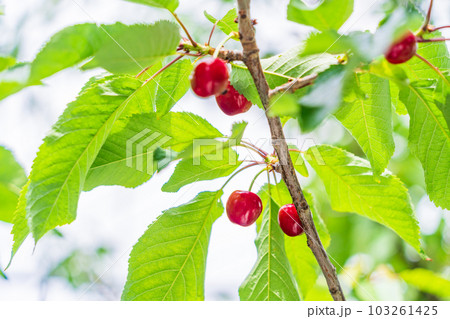 (山梨県)さくらんぼ狩り園のさくらんぼ (山梨県)さくらんぼ狩り園のさくらんぼ 103261425