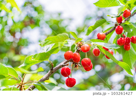 (山梨県)さくらんぼ狩り園のさくらんぼ (山梨県)さくらんぼ狩り園のさくらんぼ 103261427
