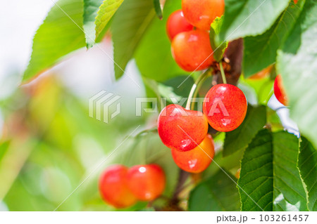 （山梨県）さくらんぼ狩り園のさくらんぼ 103261457